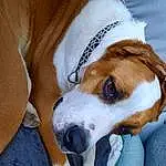 Chien, Carnivore, Collar, Race de chien, Moustaches, Oreille, Chien de compagnie, Faon, Comfort, Dog Supply, Museau, Working Animal, Canidae, Dog Collar, Terrier, Poil, Dog Bed, Non-sporting Group, Chiots