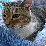 Chat, Carnivore, Felidae, Small To Medium-sized Cats, Arbre, Moustaches, Fenêtre, Museau, Close-up, Poil, Domestic Short-haired Cat, Herbe, Hiver, Terrestrial Animal, Griffe, Freezing, Patte, Painting