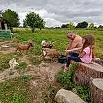 Herbe, Rural Area, Arbre, Canidae, Faon, Pasture, Vacation, Herd, Village, Personne