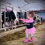 Footwear, Rose, Working Animal, Dairy Cow, Bambin, Fun, Landscape, Baby & Toddler Clothing, Livestock, Event, T-shirt, Dairy, Magenta, Bovine, Sock, Public Event, Ranch, Enfant, Soil, Personne
