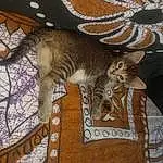 Chat, Felidae, Small To Medium-sized Cats, Chatons, Moustaches, Ocicat, Carnivore, Queue, European Shorthair, Poil, Textile, Faon, Asiatique, Chat tigrÃ©, Quilt, Linens, Chausie, Domestic Short-haired Cat