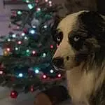 Christmas Tree, Chien, Carnivore, Race de chien, Arbre, Chien de compagnie, Working Animal, Moustaches, Museau, Herding Dog, Christmas Decoration, Plante, Christmas Ornament, Event, Terrestrial Animal, Holiday, Poil, Conifer, Darkness