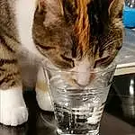 Chat, Liquid, Felidae, Fluid, Carnivore, Eau, Drinkware, Small To Medium-sized Cats, Moustaches, Highball Glass, Barware, Domestic Short-haired Cat, Poil, Glass, Patte, Tableware, Queue, FenÃªtre, Griffe