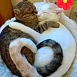 Chat, Carnivore, Comfort, Felidae, Small To Medium-sized Cats, Faon, Moustaches, Fleur, Museau, Queue, Cat Supply, Cat Bed, Domestic Short-haired Cat, Patte, Sieste, Petal, Poil, Griffe, Sleep, Terrestrial Animal