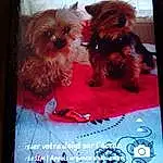 Chien, Carnivore, Dog Supply, Race de chien, Liver, Faon, Chien de compagnie, Communication Device, Toy Dog, Electronic Device, Display Device, Output Device, Gadget, Portable Communications Device, Mobile Phone, Font, Pet Supply, Petit Terrier, Dog Clothes, Multimedia