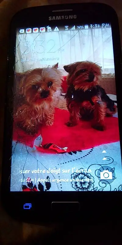 Chien, Carnivore, Dog Supply, Race de chien, Liver, Faon, Chien de compagnie, Communication Device, Toy Dog, Electronic Device, Display Device, Output Device, Gadget, Portable Communications Device, Mobile Phone, Font, Pet Supply, Petit Terrier, Dog Clothes, Multimedia
